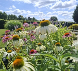 Vaste planten
